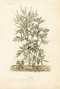 Cresson de jardin, cresson et cresson ou poivrier, Lepidium sativum, Nasitor