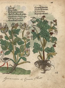 Géranium ou bec de grue, espèces de Géranium, et Herbe à Robert, Geranium robertianum. Gravure sur bois coloriée à la main d