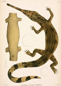 Gavial, Indonésie