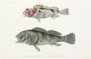 Mérou géant et Rascasse
