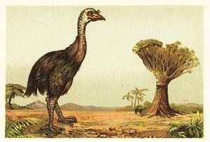 Moa géant et dragonnier. 1908 (lithographie) - Unbekannter Künstler