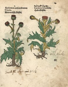 Artichaut, Cynara cardunculus var. scolymus, et chardon sauvage, Carduus sylvestris. Gravure sur bois coloriée à la main d