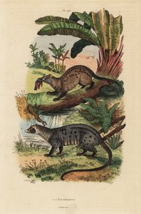Civette palmiste dorée, Paradoxurus zeylonensis 1 et civette palmiste asiatique, Paradoxurus hermaphroditus 2 - Unbekannt