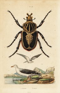 Scarabée goliath, Goliathus goliatus, et goéland cendré, Larus canus