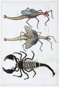 Sauterelles et scorpion - Unbekannt