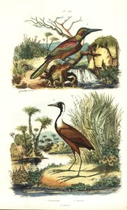 Grand jacamar, Jacamerops aureus, et jacana du Nord, Jacana spinosa - Unbekannt