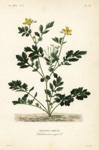 Chélidoine commune, Chelidonium majus