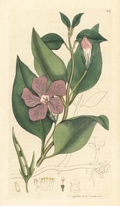 Grande pervenche, Vinca major