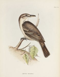 Pie-grièche à ventre gris, vers 1832-1836 - Unbekannt