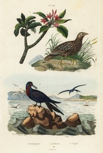 Francolin à ailes grises, Scleroptila afra, frégate du Pacifique, Fregata minor, et frangipanier rouge, Plumeria rubra