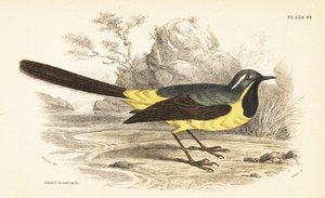 Bergeronnette des ruisseaux, Motacilla cinerea. 1889 (gravure) - Unbekannter Künstler