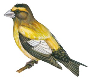 Gros bec errant - Gros-bec errant (Coccothraustes vespertinus) - Unbekannter Künstler