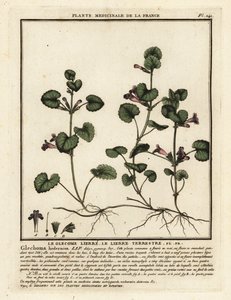 Lierre terrestre, Glechoma hederacea