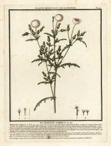 Séneçon commun, Senecio vulgaris - Unbekannter Künstler
