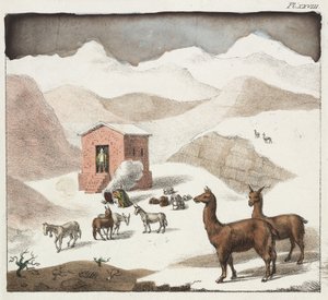 Guanacos, vallée des Cuevas, Andes, Chili