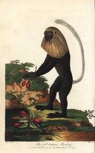 Colobe noir et blanc d