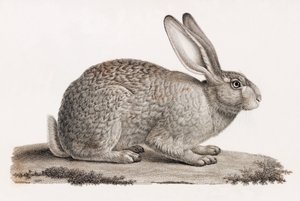 Lièvre d