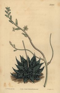 Haworthia minor ou Tulista minima (Aloe perlé le plus petit, Aloe margaritifera minima) - Unbekannt