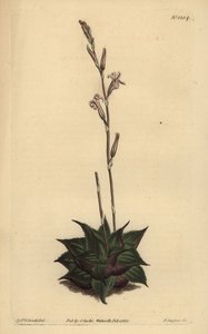 Haworthia mirabilis (Aloe à feuilles rugueuses, Aloe mirabilis)