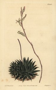 Haworthia pumila ou Tulista pumila (Aloe araignée à feuilles sombres, Aloe arachnoides pumila)