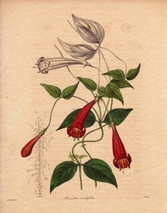Manettie à feuilles de cœur (Manettia cordifolia), illustration par Augusta Innes Withers, dans The Botanist, série par Benjamin Maund