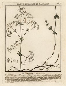 Gaillet mollugine, Galium mollugo - Unbekannter Künstler