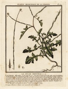 Sisymbre officinal, Sisymbrium officinale