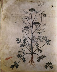 Coriandre des herbiers