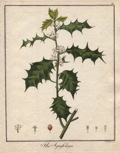 Houx. Gravure sur cuivre coloriée, dans "Botanique Médicinale" (publiée à Berlin, Allemagne) - Unbekannter Künstler