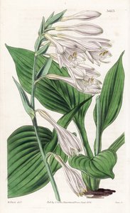 Hosta du Japon - Hosta sieboldii (funckia de Siebold)