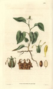 Houttuynia avec des fleurs blanches, avec des détails des fruits, pistil et étamines. Variété native d