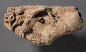 Ibex mangeant