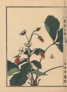 Ichigo ou fraise, Fragaria ananassa. Gravure sur bois colorée par Kono Bairei de Kusa Bana Hyakushu (Cent Variétés de Fleurs), Tokyo, Yamada - Unbekannter Künstler