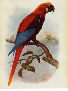 Illustration/Ara grossei/Perroquet jamaïcain - Unbekannt