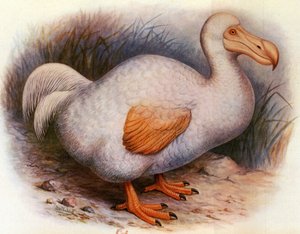 Illustration/Didus solitarius/Dodo blanc de la Réunion/Solitaire
