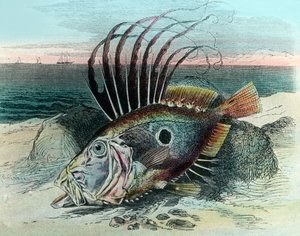 Illustration d