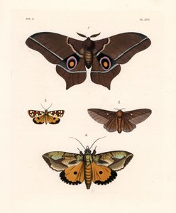 Imbrasia epimethea (Saturnia epimethea) 1, papillon de nuit à rayures roses, Anisota virginiensis (Dryocampa virginiensis) 2, Crameria aegocera (Aegocera amabilis) 3, et Eudocima materna (Triphaena materna) 4. Lithographie coloriée à la main de la nouvelle