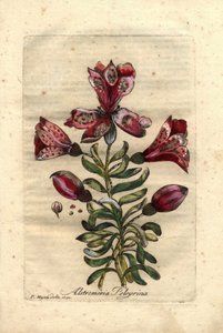 Lys des Incas (Alstromeria pelegrina), natif du Pérou et du Chili. Description des fleurs, feuilles, tige et graines. Eau-forte en couleurs, dessin de P. Maioli (ou Majoli), gravure de Giuseppe Bianchi, publié en 1786, dans Decade of Curious and Elegant de