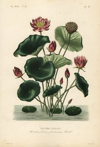 Nelumbo élégant