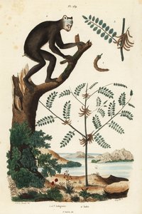 Indigotier, Indigofera atropurpurea 1-3, et indri ou babakoto, Indri indri, lémurien en danger critique 4
