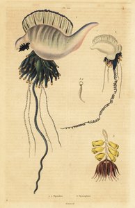 Physalie indo-pacifique, Physalia utriculus, physalie des Açores, Physalia physalis, et siphonophore, Physsophora disticha