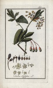 Laurier des Iroquois (Sassafras albidum). Lithographie de « Afbeelding der Artseny-Gewassen » par Johannes Zorn (1739-1799), Pays-Bas