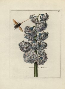 Jacinthe (ou hyacinthe), variété générale par Maillebois, avec une abeille - Lithographie attribuée à Paul Theodor van Brussel (1754-1795), auteur du bouquet de couverture, ou A.Bres., influencé par Nicolas Robert (1614-1685), publiée dans « Nederlandsch B