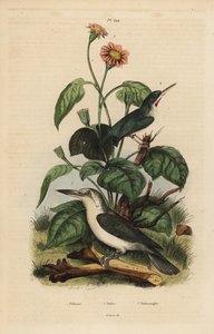 Todier de Jamaïque, Todus todus, martin-pêcheur de Mariana, Todiramphus albicilla, et tournesol, Tithonia tagetiflora