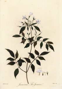 Jasmin, Jasminum officinale, 1805 - Unbekannter Künstler