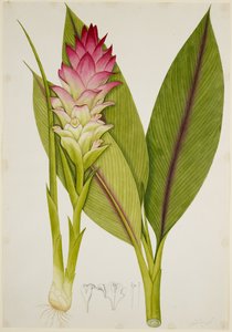 Curcuma de Java, Temu Lawak