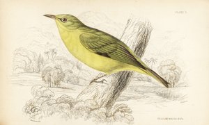 Zostérops de Java, Zosterops flavus (Zostérops jaune, Zosterops flava). Gravure sur acier coloriée à la main par William Lizars d