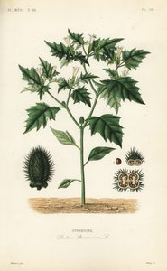 Stramoine, Datura stramonium