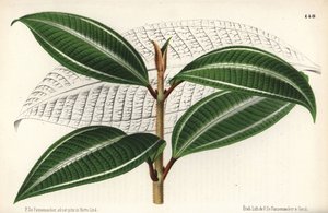 Variété Johnnyberry, Miconia pulverulenta var trifasciata