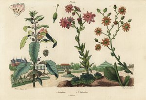 Plante Joséphine, Josephinia imperatricis 1 et orpins, espèces de Crassula 2,3
